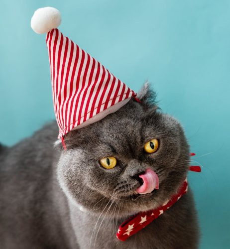grey chartreaux cat with red and white party hat and licking nose