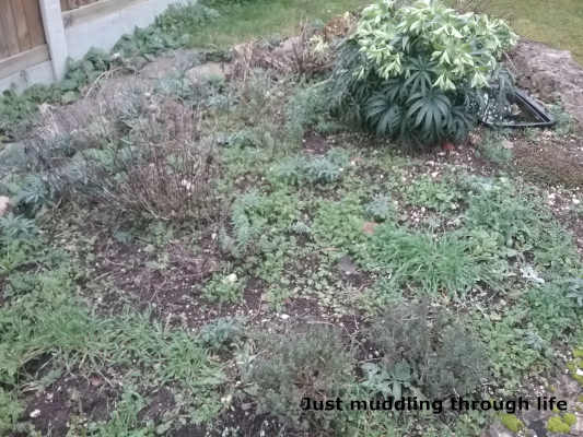garden1
