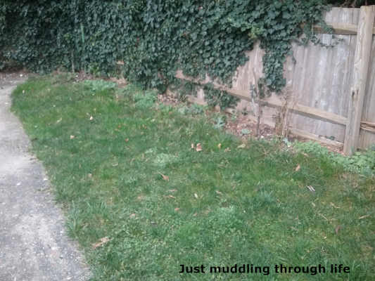 garden3