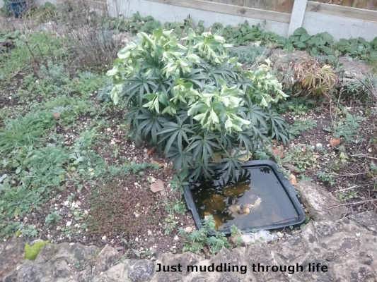 garden4