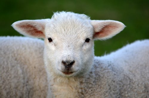 The sounds of spring are in the fields, white coated spring lamb