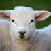 The sounds of spring are in the fields, white coated spring lamb