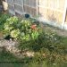 Easter garden