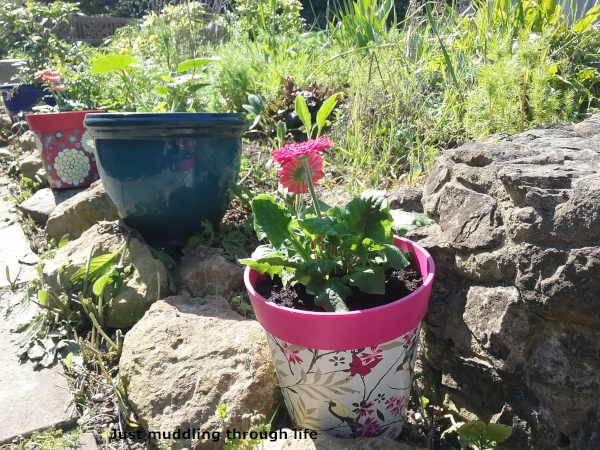 stress garden