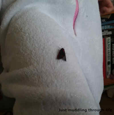moth on daughters leg