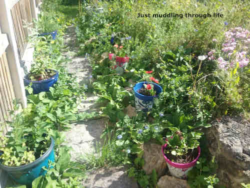 garden weeds