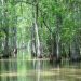 rainforest