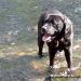 weekend black labrador