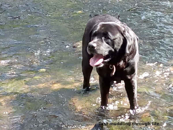 weekend black labrador