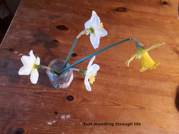 life daffodils worrying