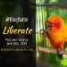 liberated blog battle bird