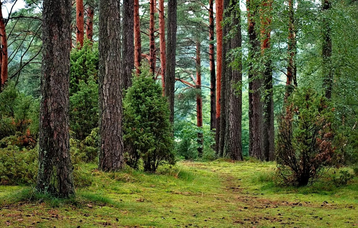 Loneliness woods