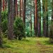 Loneliness woods