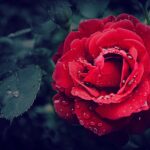 fragility rose