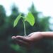 different world plant