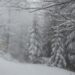 loss winter snow