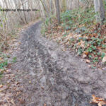 wood pancreatic cancer