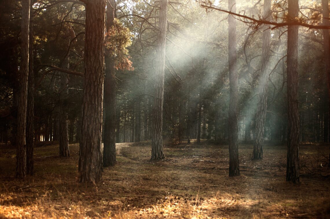 Woodland