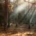 Woodland