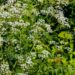 Water Hemlock