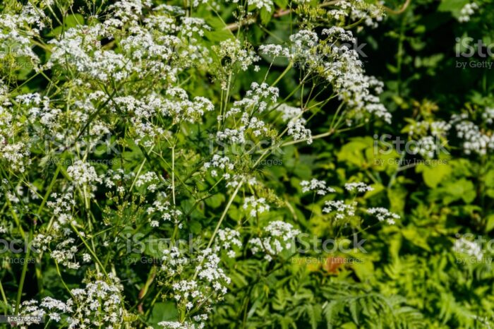 Water Hemlock