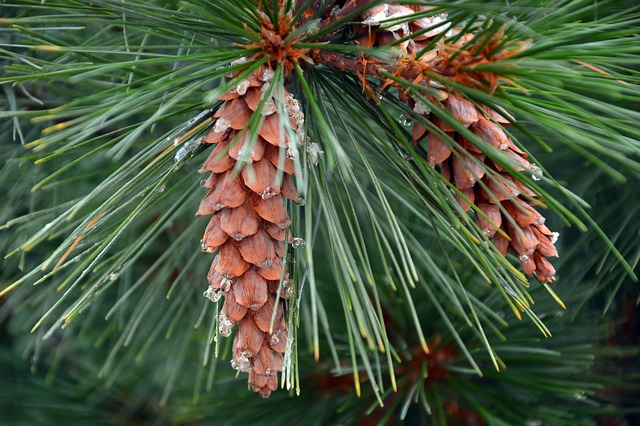 party pinecone