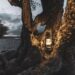 lantern in tree Moon Watchers