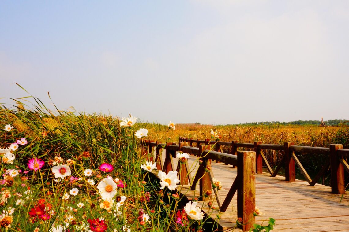 bridge and field walk